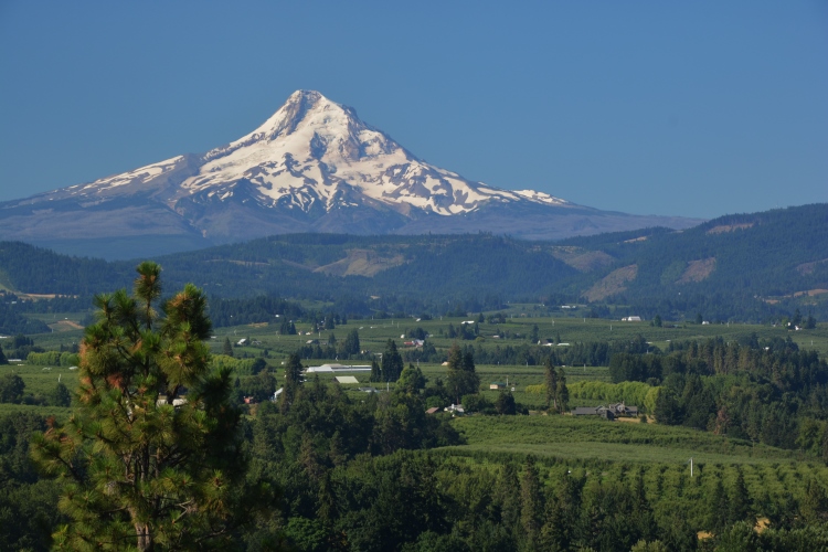 Mt Hood